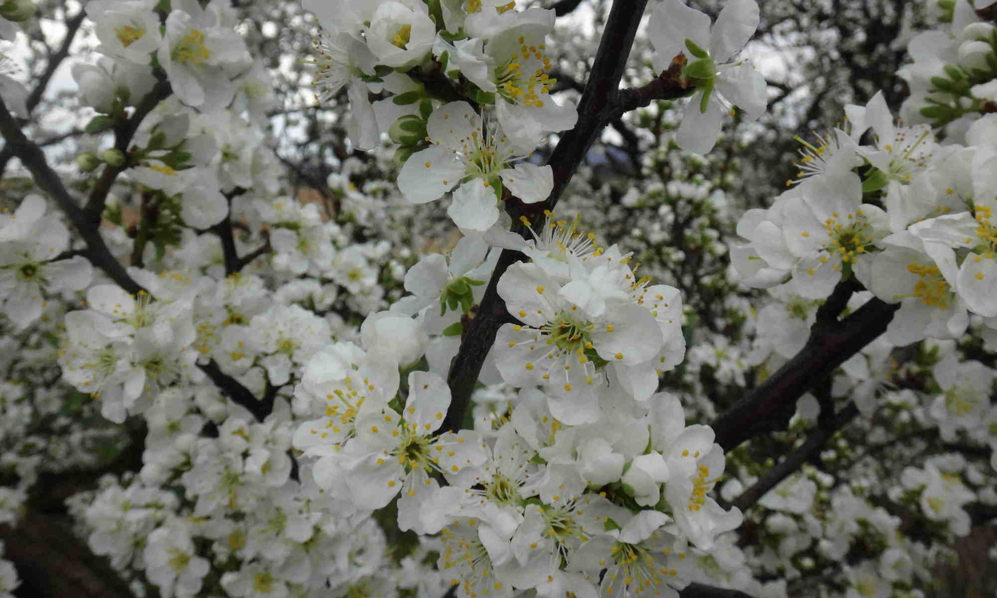 Williams Farm & Orchard